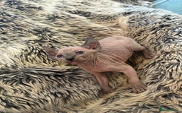 Sphynx cats for sale: 🖤 Sphynx Kittens for Sale – Ready August 🐾 - Image 13