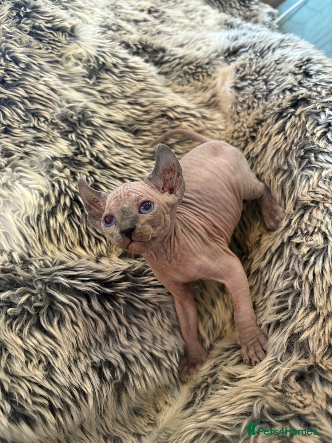 Sphynx cats for sale: 🖤 Sphynx Kittens for Sale – Ready August 🐾 - Image 13