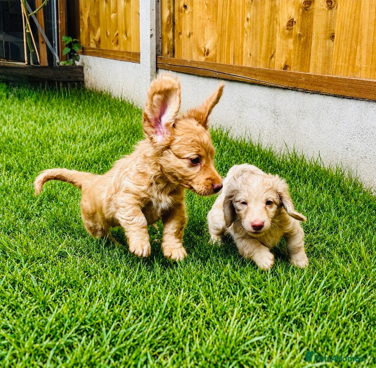 Miniature Dachshund dogs Adorable Cream Long Haired KC Miniature Dachshunds - Advert 2