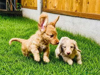 Miniature Dachshund dogs Adorable Cream Long Haired KC Miniature Dachshunds - Advert 2