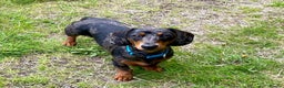 Miniature Dachshund dogs for stud: KC REG SILVER DAPPLE & TAN STUD CARRYING CREAM in Irvine - Advert 6