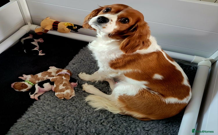 Cavalier King Charles Spaniel dogs - Advert 3