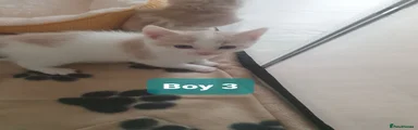 Boy 3
