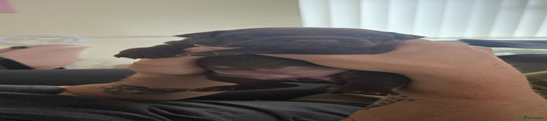 Chocolate bitch