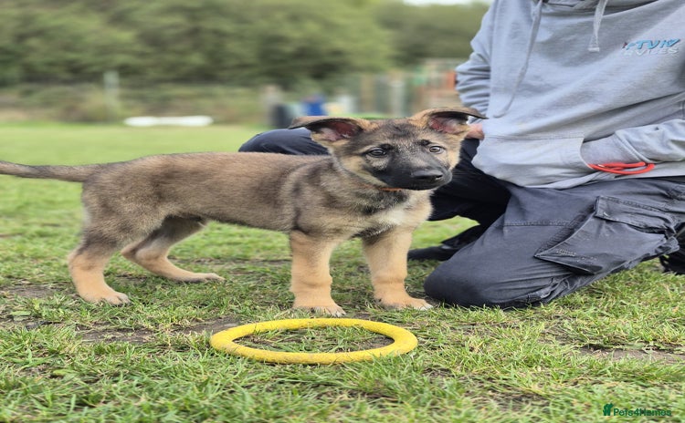 German Shepherd dogs - Advert 11