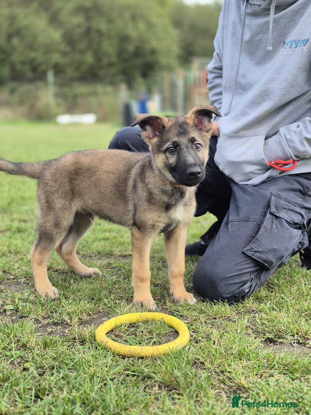 German Shepherd dogs for sale: Working Line German Shepherd Male Puppy - Image 1