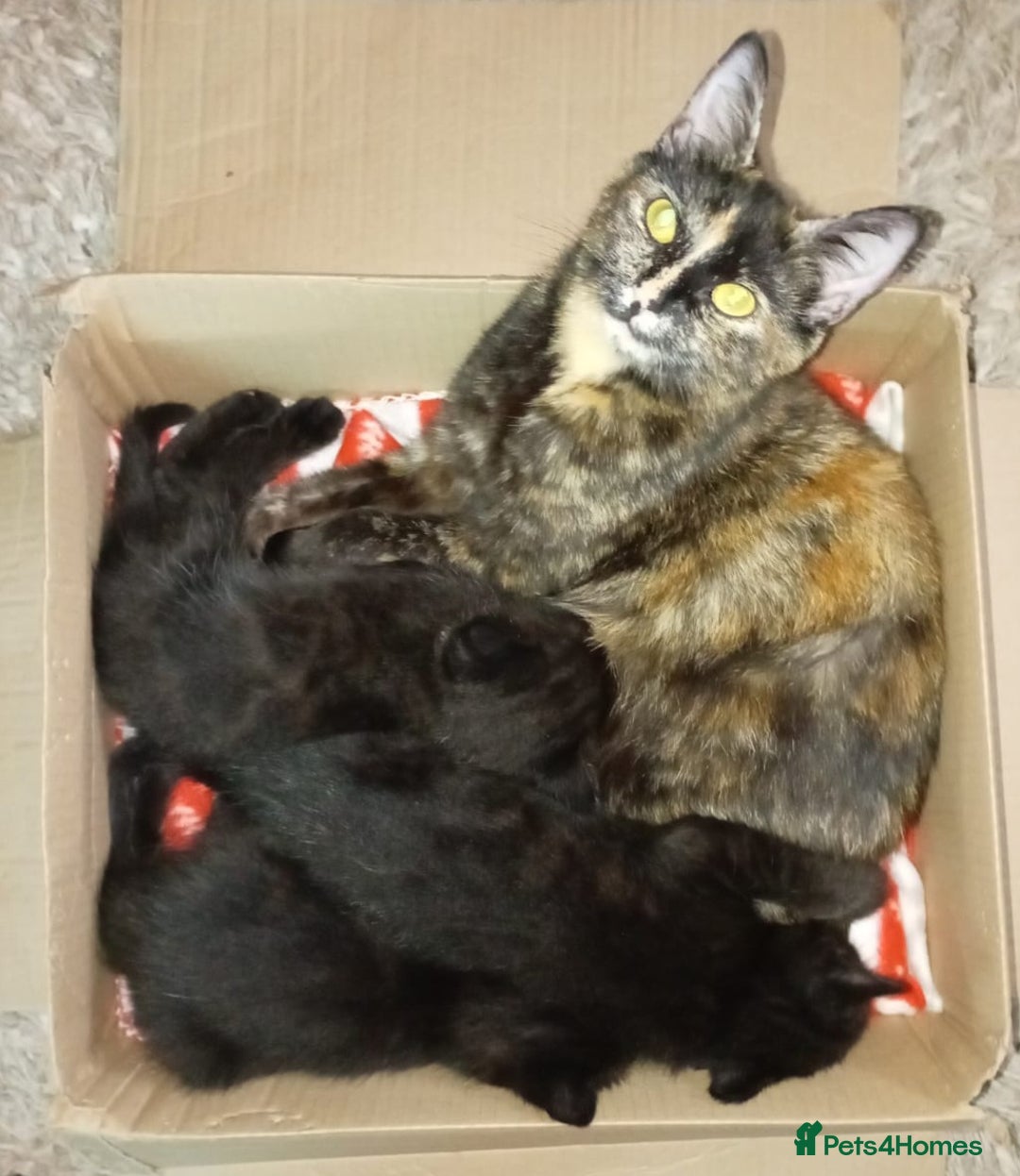 Domestic Shorthair cats for sale: 3 Black Kittens for sale (boy sold) - Image 5
