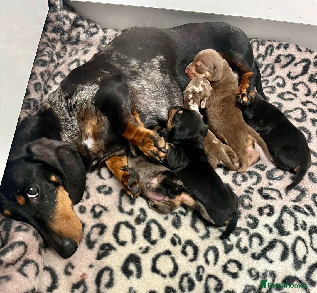 Mixed Breed dogs for sale: Daxijack Puppies Available ❤️💙 - Image 11