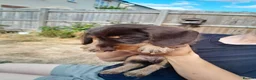 Miniature Dachshund dogs for sale: Miniature wire haired dachshunds - Advert 1