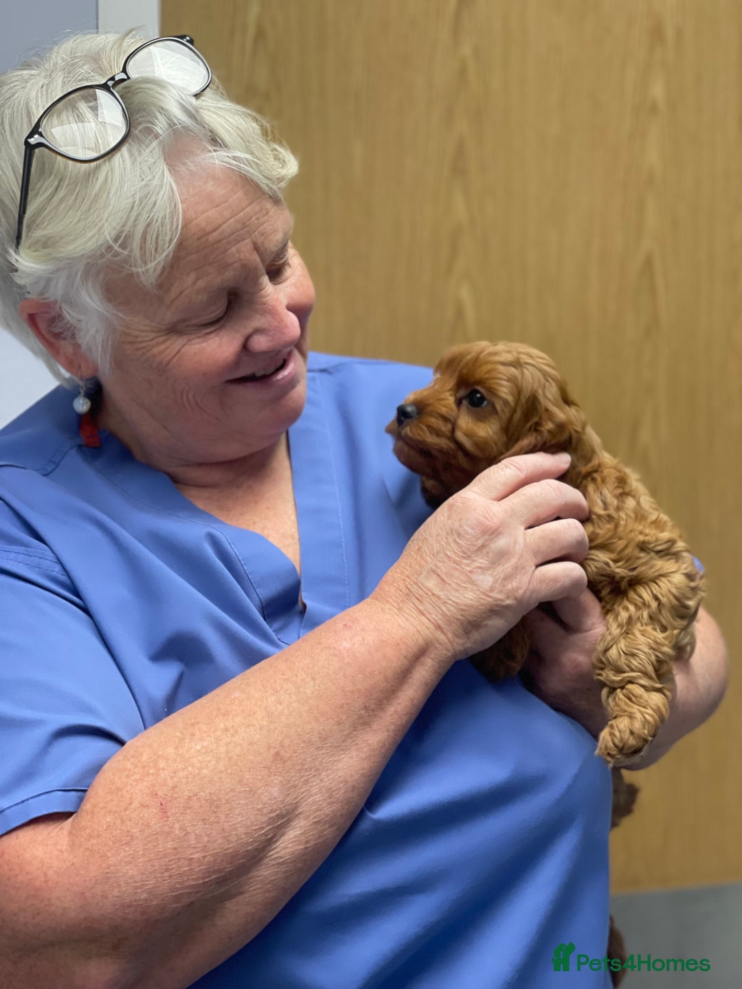 Cavapoo dogs for sale: Extensively Health Tested Cavapoo Puppies - Image 5