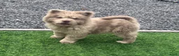 Chow Chow dogs for sale: Exotic colour pure chow chow puppies for sale  - Advert 12