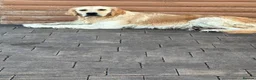 Mini Goldendoodle dogs for sale: Miniature golden doodles f1 - Advert 1