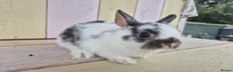Netherland Dwarf rabbits for sale: 🩵PRETTIEST NETHERLAND DWARF COLOURED BABIES 🩷 - Advert 9