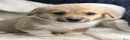Welsh Corgi Pembroke dogs for sale: Top quality corgis  - Advert 6