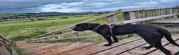 Mixed Breed dogs for sale: 12 Cane corso x Chowski royal canin fed - Advert 18