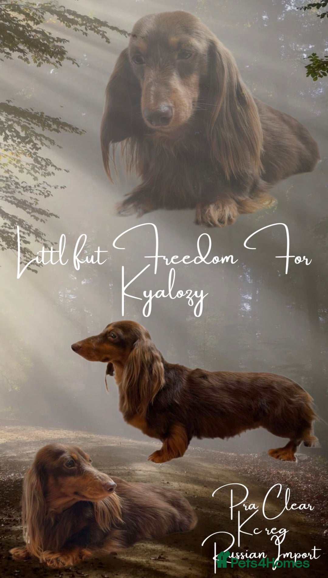 Miniature Dachshund dogs for sale: Quality long hair & smooth miniature Daxi puppy’s - Advert 3