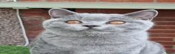 British Shorthair cats for sale: British Shorthair blue boy  - Advert 3
