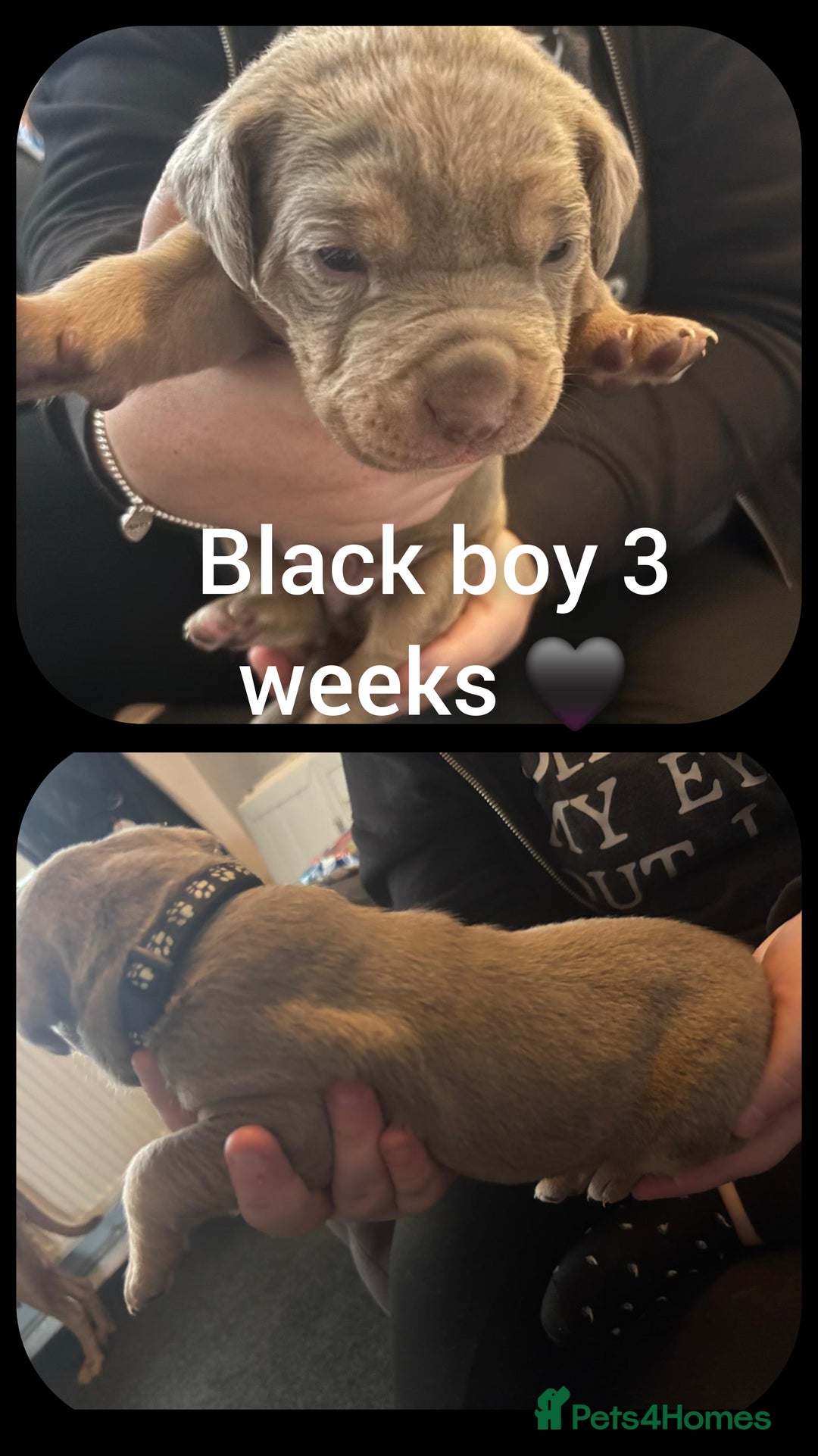 Mixed Breed dogs for sale: Staffy cross pups for sale  - Advert 10