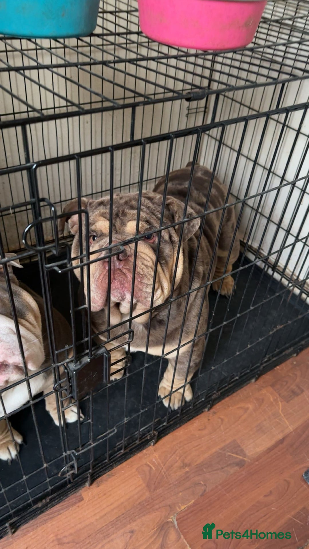 English Bulldog dogs for sale: ‼️KC ENGLISH BULLDOG PUPS‼️ - Advert 2