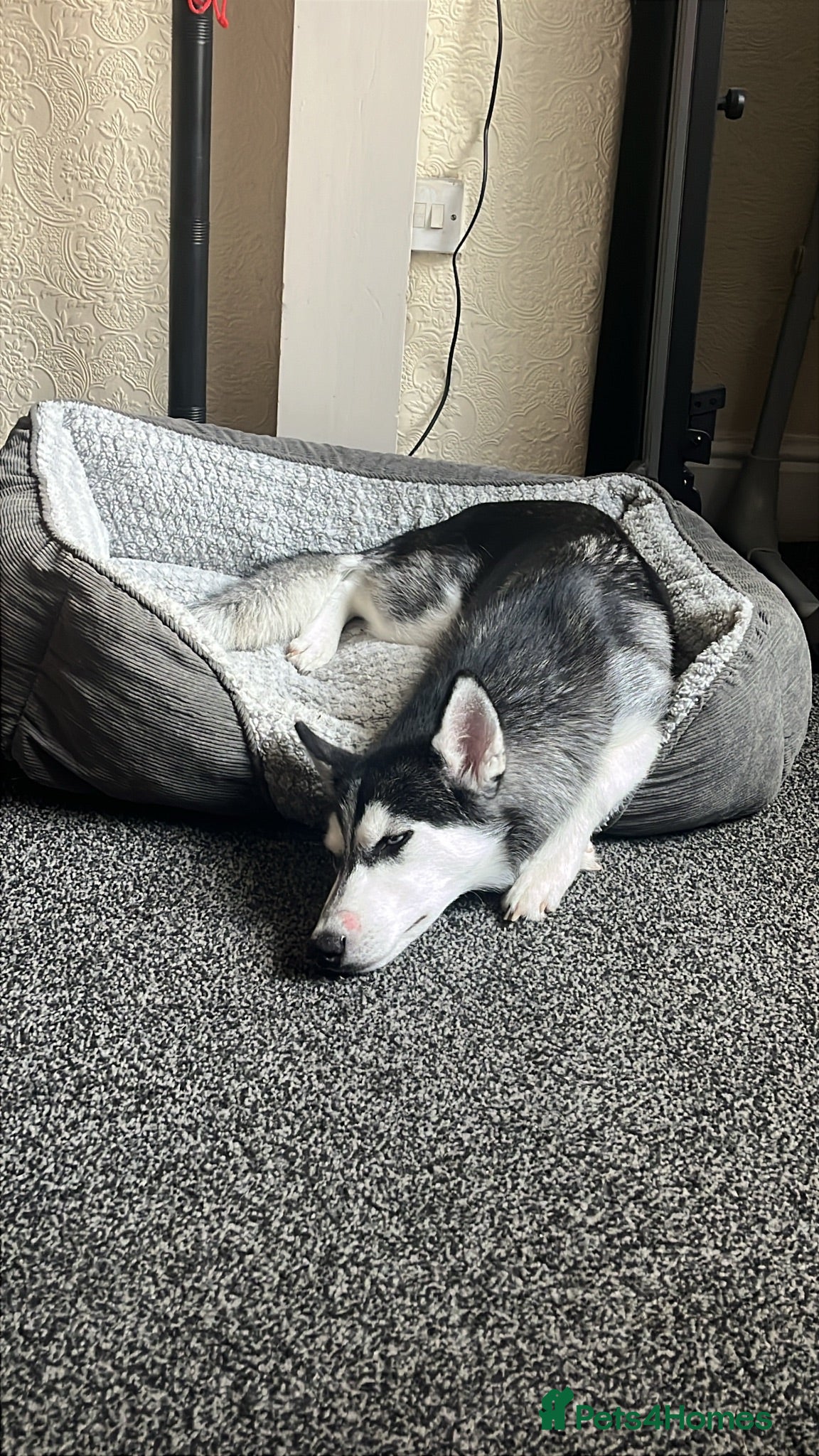 Siberian Husky dogs Female husky 6 months - Advert 1