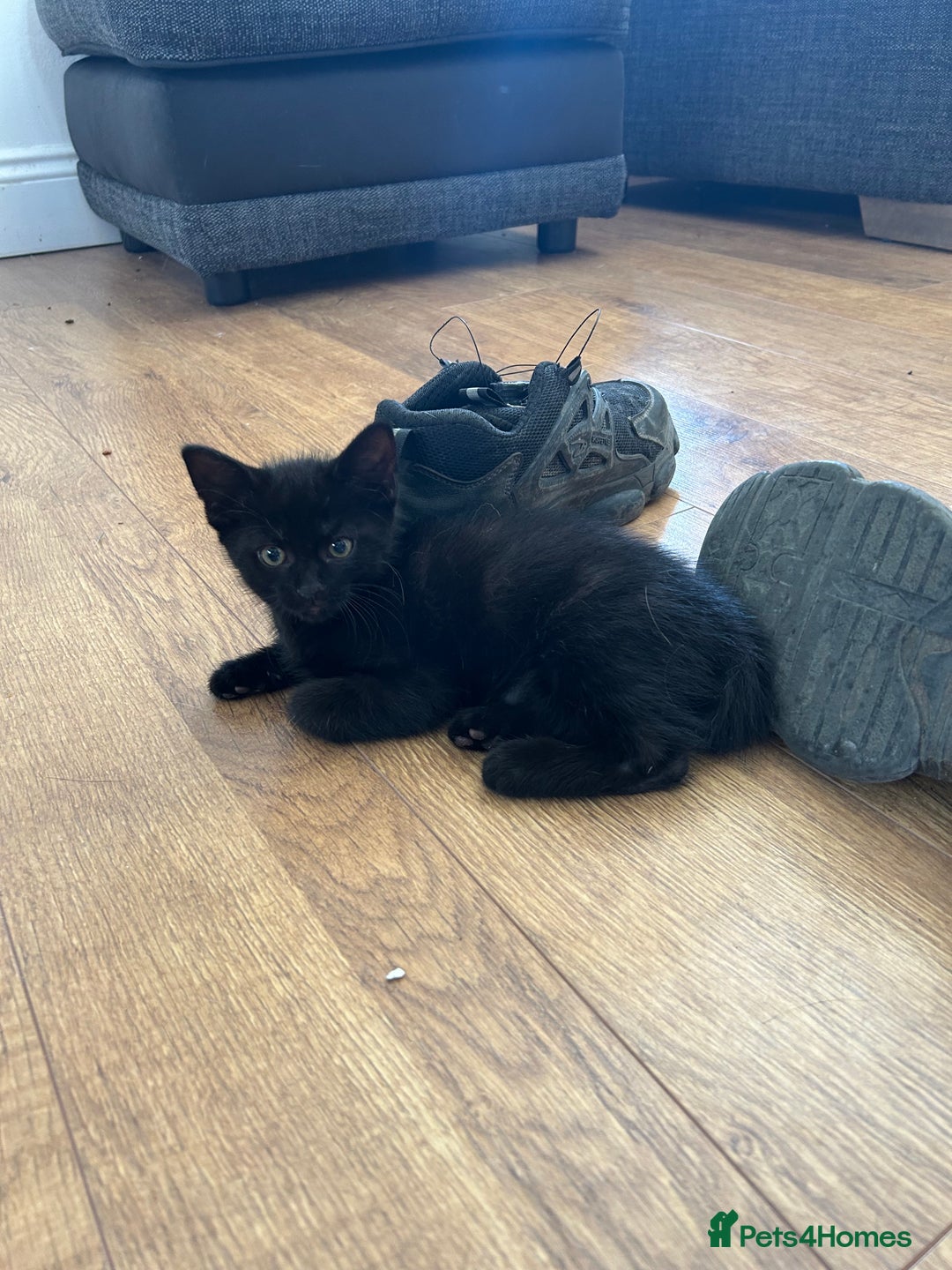 Mixed Breed cats for sale: 3 mixed breed kittens - Image 12