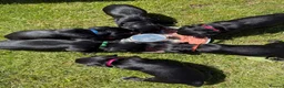 Cocker Spaniel dogs for sale: KC reg working cocker spaniel pups  - Advert 8