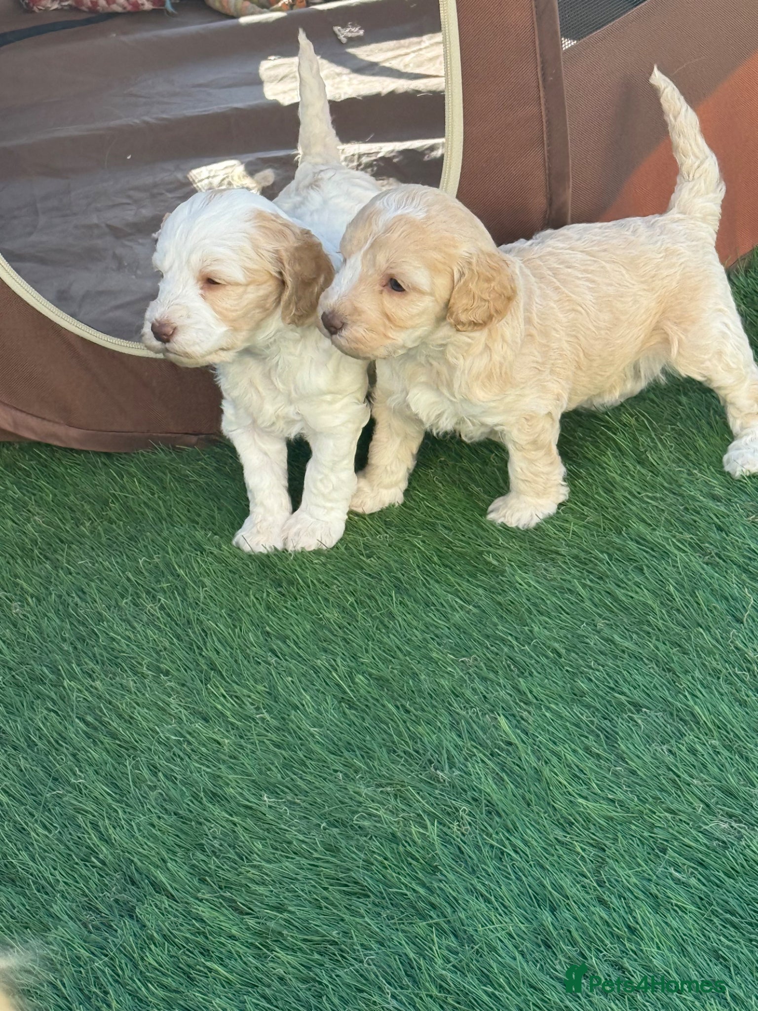 Cockapoo dogs Beautiful cockapoo  puppies  - Advert 12