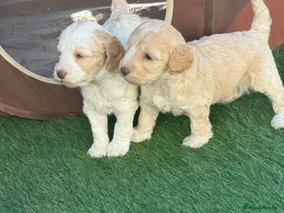 Cockapoo dogs Beautiful cockapoo puppies - Advert 5