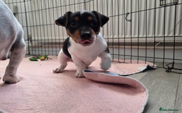 Jack Russell dogs for sale: Tricolour short legs Jack Russell  - Image 36