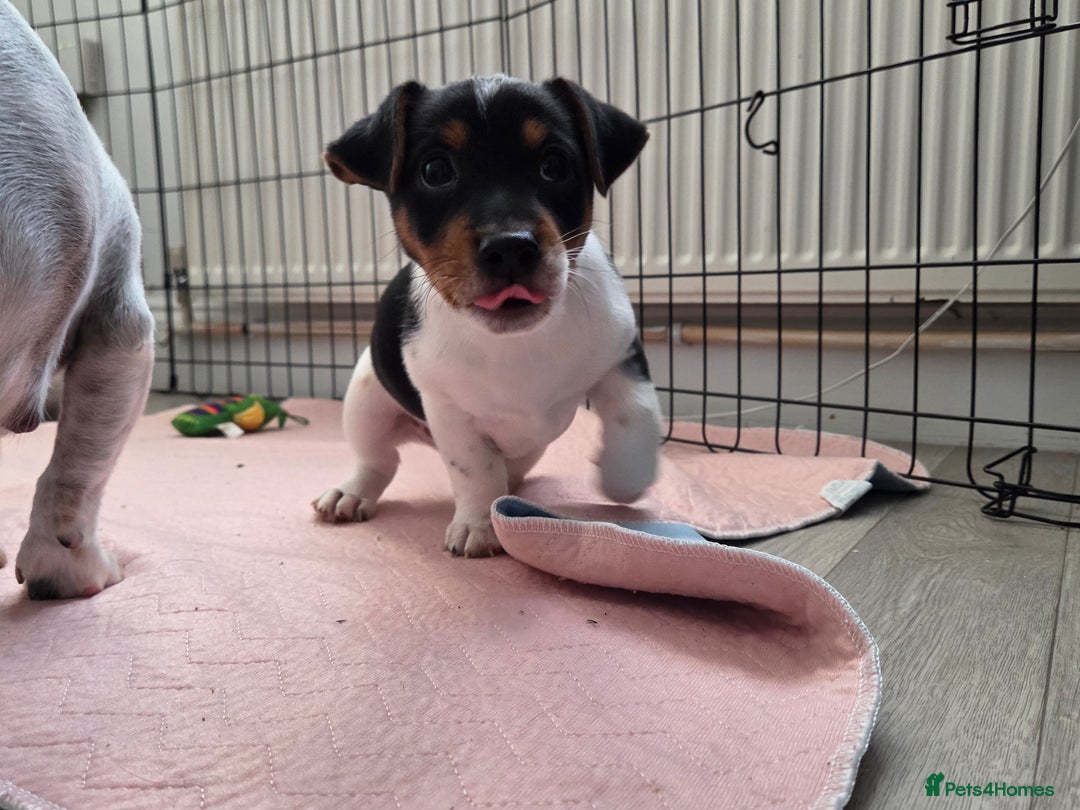 Jack Russell dogs for sale: Tricolour short legs Jack Russell  - Image 36