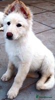 German Shepherd dogs Stunning White German Shepherds - Advert 5