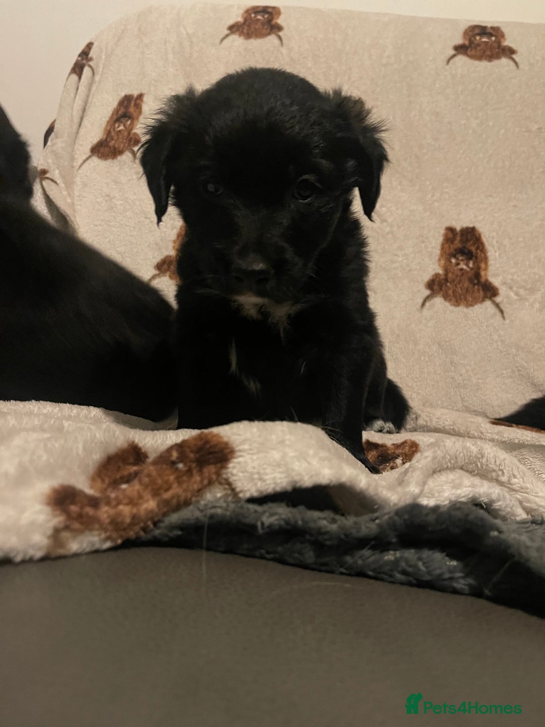 Mixed Breed dogs for sale: 🌟 Collie x Golden Retriever Puppies 🌟 - Image 8