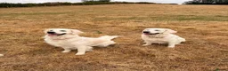 Golden Retriever dogs for sale: Cream Golden Retriever Puppies soon to be born  in Boston - Advert 4