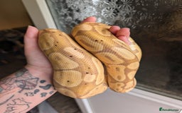 Python Snake reptiles for sale: Banana Royal Python - Image 2