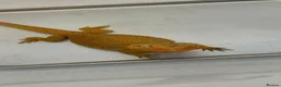 Bearded Dragon reptiles for sale: Bearded dragon  in Aylesbury - Advert 4