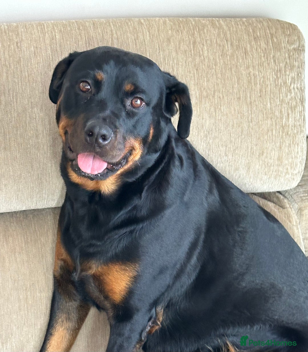 Rottweiler dogs for sale: 3 year old Rottweiler - Image 2
