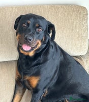 Rottweiler dogs - Advert 7