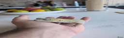Leopard Gecko reptiles for sale: 7-Year-Old Leopard Gecko + Full Vivarium Setup - Advert 2