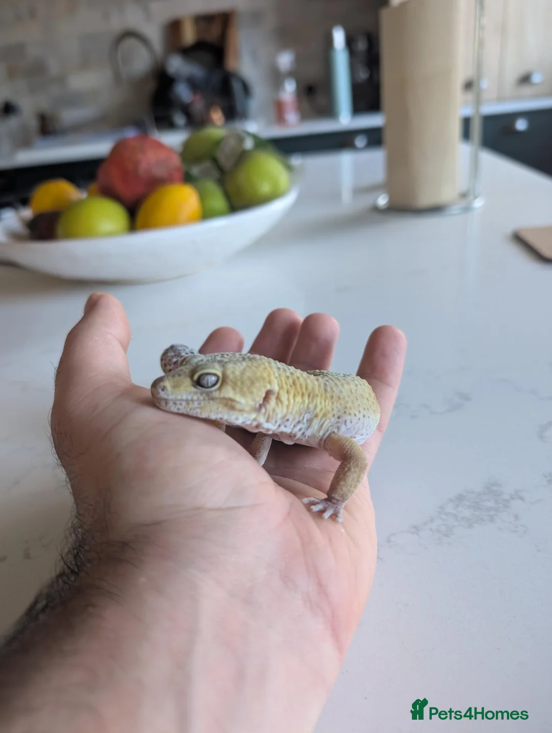 Leopard Gecko reptiles for sale: 7-Year-Old Leopard Gecko + Full Vivarium Setup - Advert 2