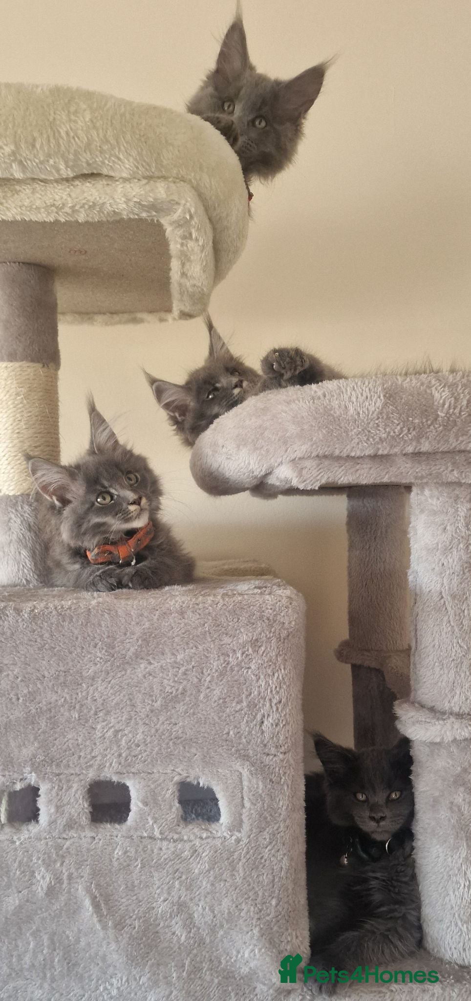 Maine Coon cats  Stunning Maine Coon Kittens – Ready Now – £1000 - Advert 1