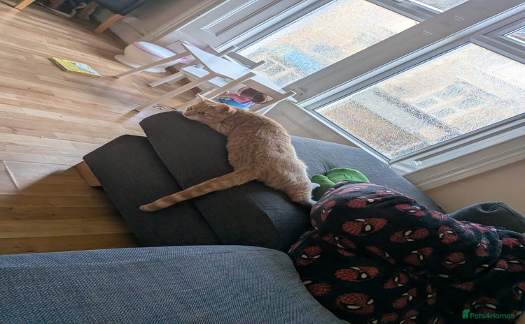 Mixed Breed cats Lovely 8 month old ginger boy - Advert 1