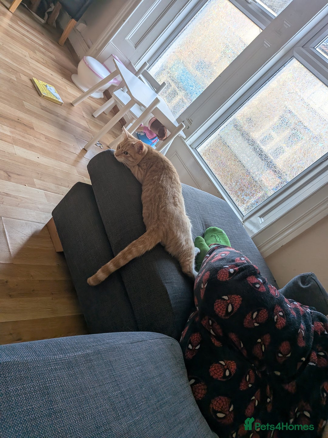 Mixed Breed cats for sale: Lovely 8 month old ginger boy - Advert 1