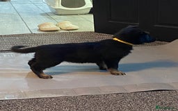 German Shepherd dogs for sale: German Shepard Puppies - Image 5