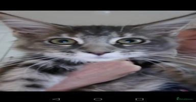 Maine Coon cats - Advert 6