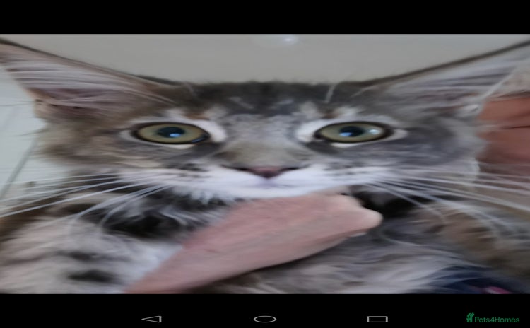Maine Coon cats - Advert 8