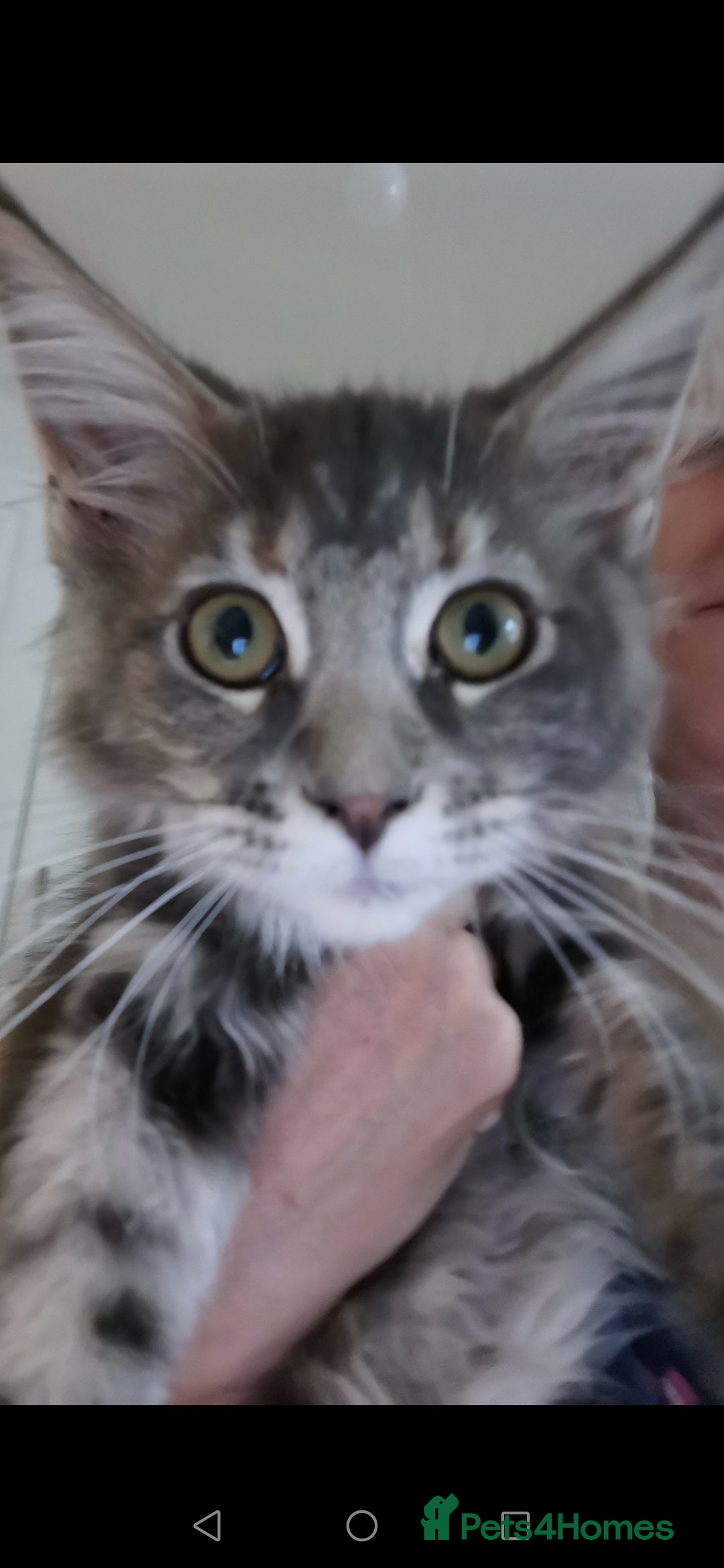Maine Coon cats for sale: Full pedigree maine coon kittens for sale - Image 3