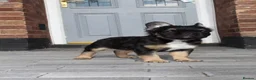 French Bulldog dogs for sale: Fluffy frenchie pups - Advert 4