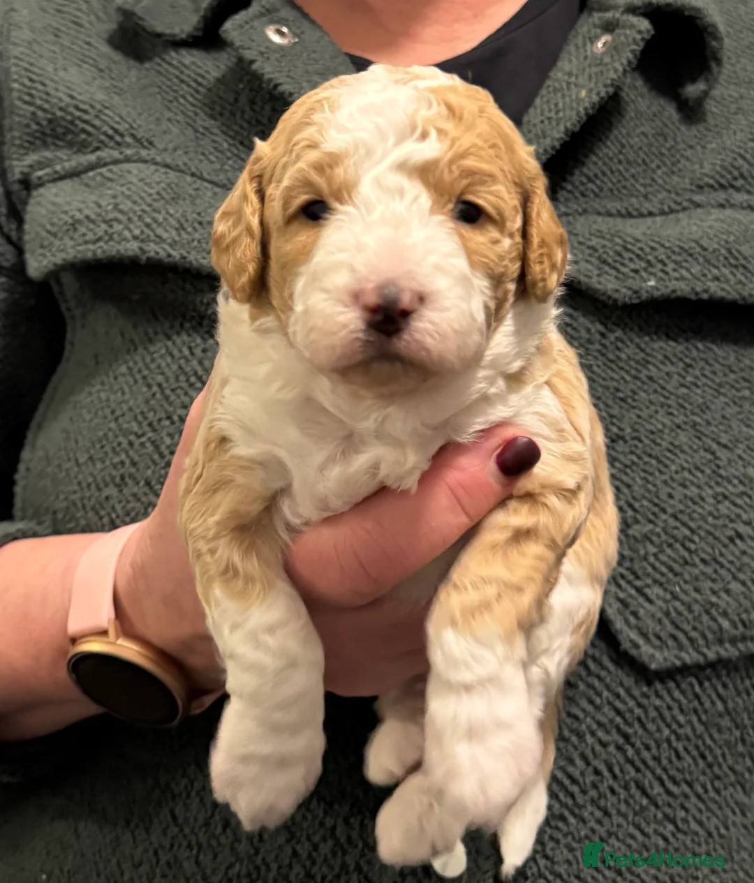 Bordoodle dogs for sale: Quality Miniature F1b Bordoodles  - Advert 5