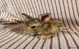 French Lop rabbits for sale: 8 Stunning Giant French lop x mini lop babies  - Image 8