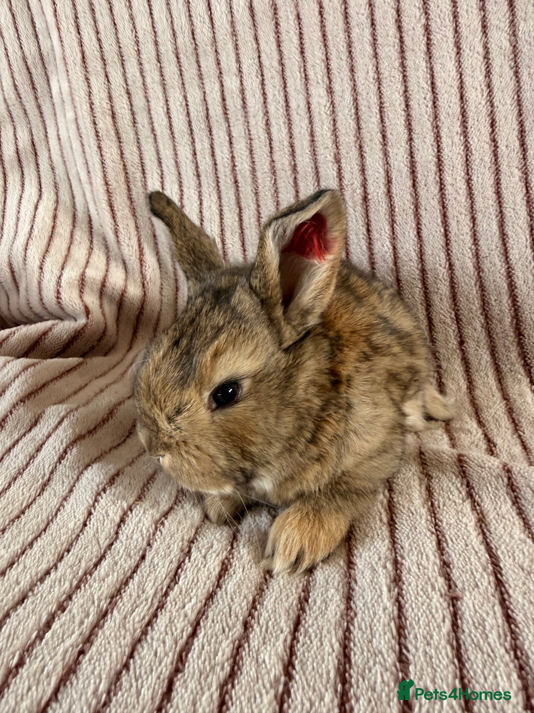 French Lop rabbits for sale: 8 Stunning Giant French lop x mini lop babies  - Image 8